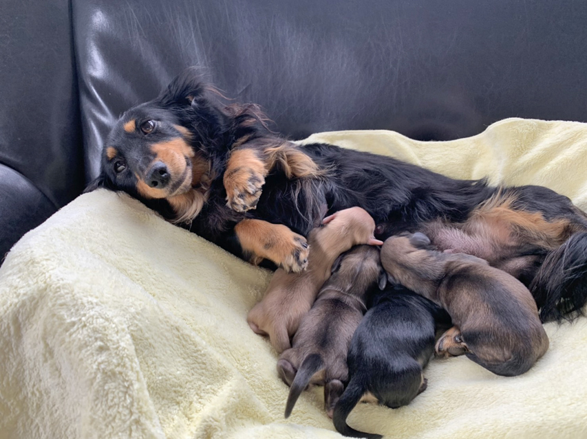 カニンヘンダックスフンド レイcs　2月5日 子犬の出産