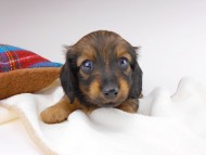 dachshund314 dachshund314