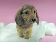 dachshund32050 dachshund32050