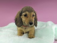 dachshund32053 dachshund32053