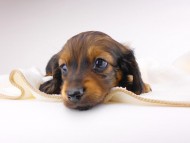 dachshund325