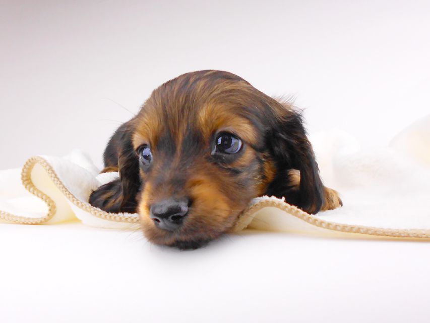 カニンヘンダックスフンド チャーム & ブルースの子犬 イエロー（クリーム） 男の子（2）