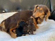 dachshund325114 (1) dachshund325114 (1)