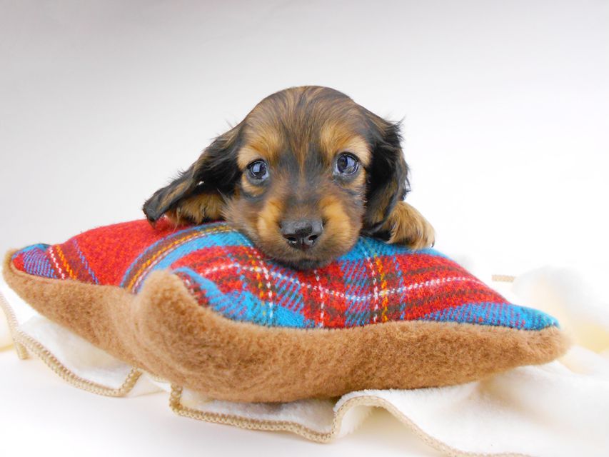 カニンヘンダックスフンド チャーム & ブルースの子犬 イエロー（クリーム） 男の子（2）