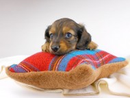 dachshund333