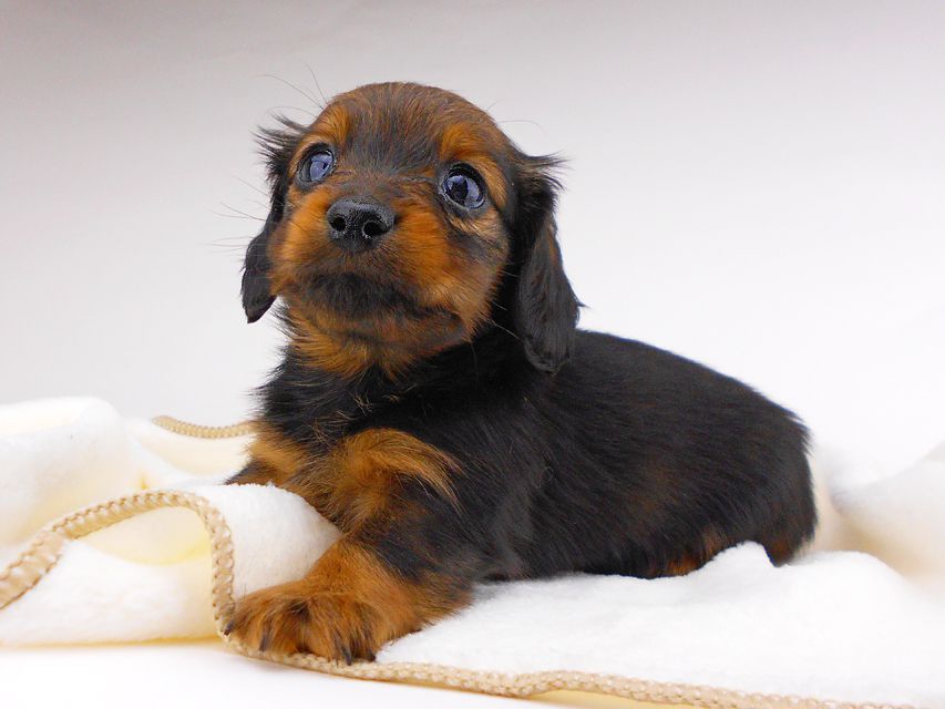 カニンヘンダックスフンド チャーム & ブルースの子犬 レッド 女の子