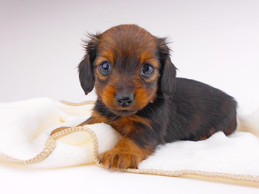 カニンヘンダックスフンド チャーム & ブルースの子犬 レッド 女の子
