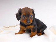 dachshund347