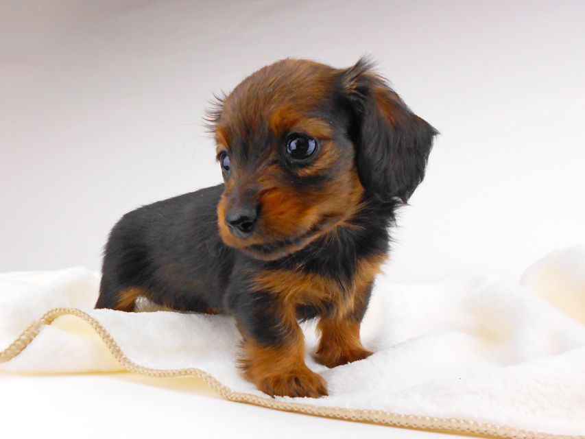 カニンヘンダックスフンド チャーム & ブルースの子犬 レッド 女の子