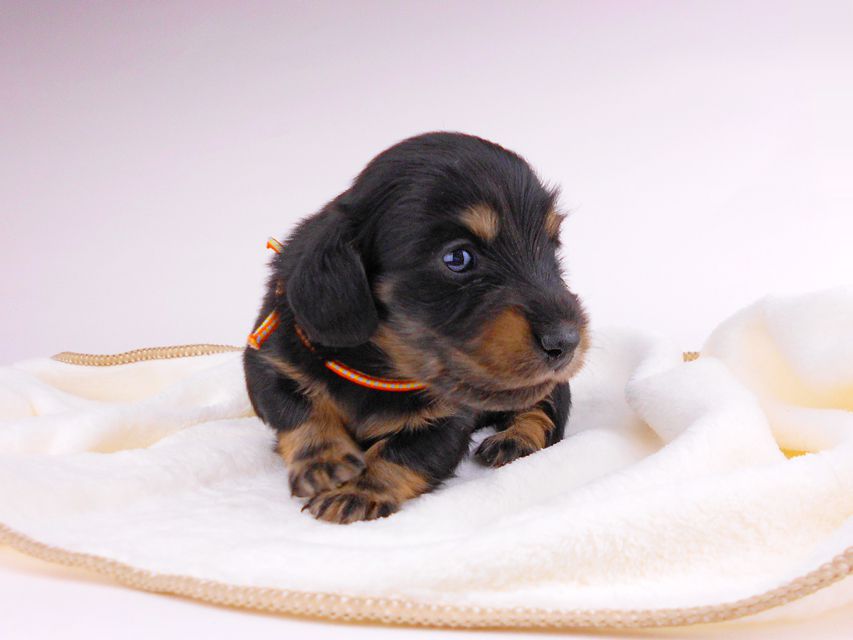 カニンヘンダックスフンド すずhp & 朝日の子犬 ブラックイエロー（ブラッククリーム） 女の子 お写真初登場