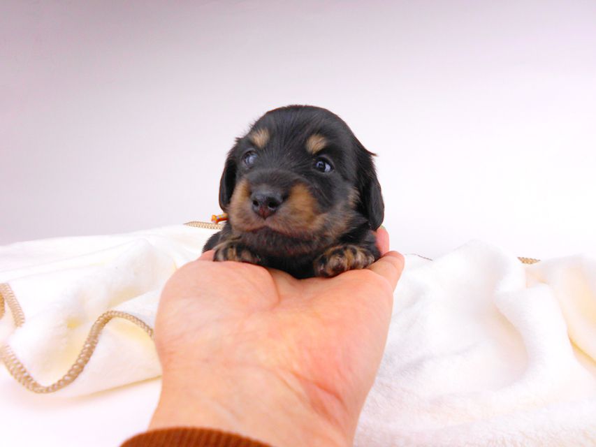 カニンヘンダックスフンド すずhp & 朝日の子犬 ブラックイエロー（ブラッククリーム） 女の子 お写真初登場