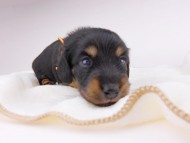 dachshund355