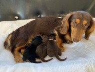 dachshund369783 (1) dachshund369783 (1)