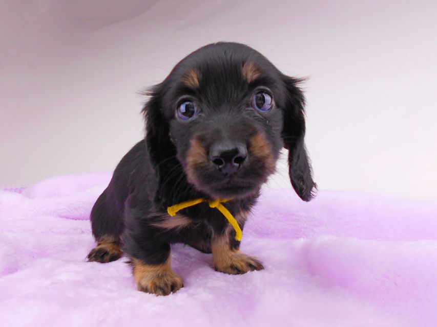 カニンヘンダックスフンド コトhp & ブルースの子犬 ブラックイエロー（ブラッククリーム） 女の子