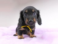 dachshund376 dachshund376