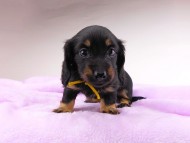 dachshund378