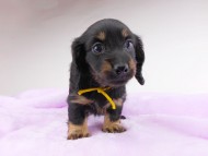 dachshund379 dachshund379