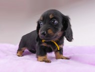dachshund383