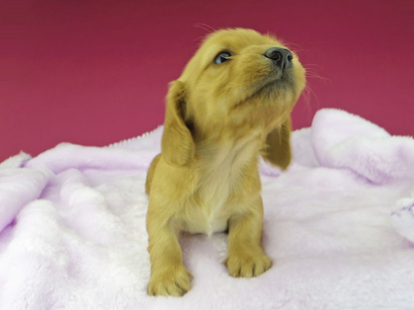 カニンヘンダックスフンド まめ & 竹千代の子犬 レッド 女の子dachshund39 カニンヘンダックスフンド まめ & 竹千代の子犬 レッド 女の子