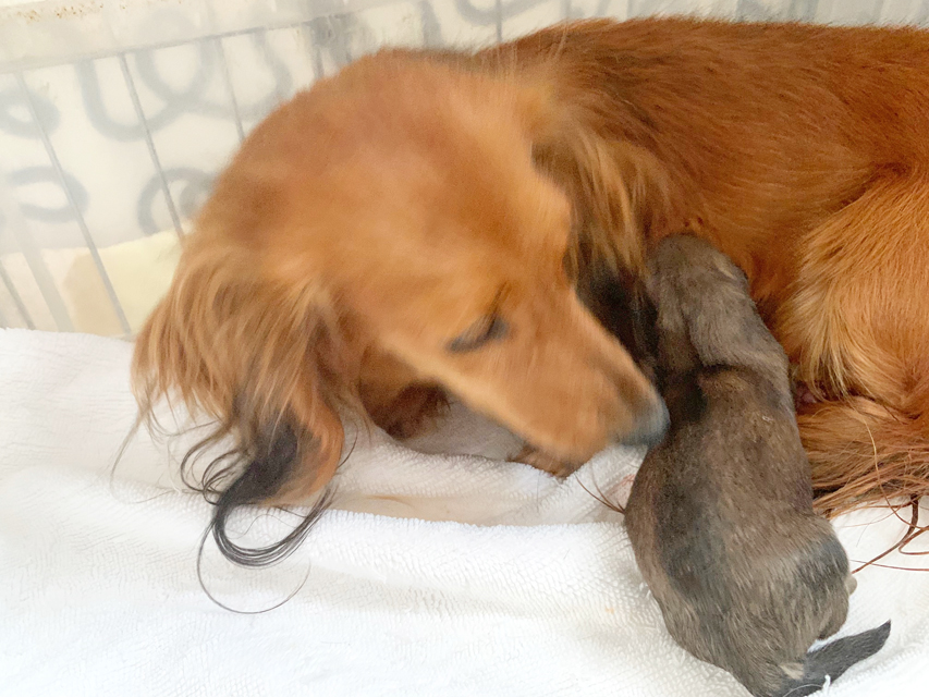 カニンヘンダックスフンド 茶葉 6/6出産しました カニンヘンダックスフンド 茶葉 6/6出産しました