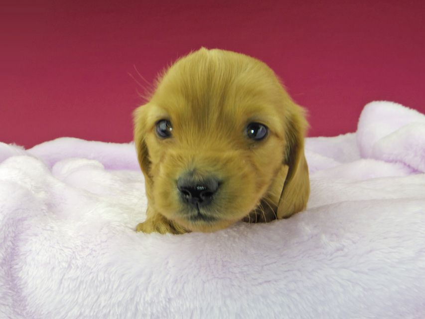 カニンヘンダックスフンド まめ & 竹千代の子犬 レッド 女の子dachshund40 カニンヘンダックスフンド まめ & 竹千代の子犬 レッド 女の子