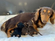 dachshund429934 (1) (1) dachshund429934 (1) (1)