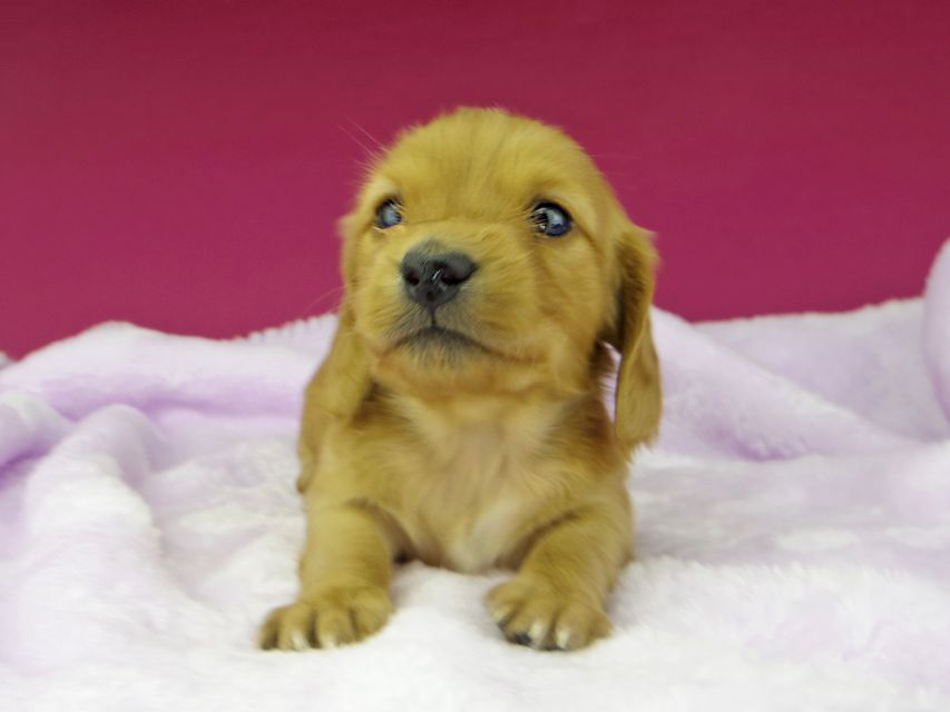 カニンヘンダックスフンド まめ & 竹千代の子犬 レッド 女の子dachshund46 カニンヘンダックスフンド まめ & 竹千代の子犬 レッド 女の子