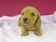 dachshund48 dachshund48