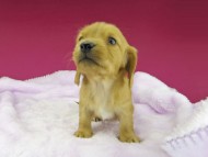 dachshund62 dachshund62