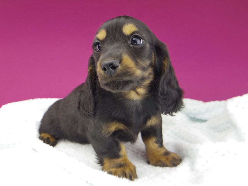 ミニチュアダックスフンド ジャジー & ジムの子犬 ブラックタン 男の子