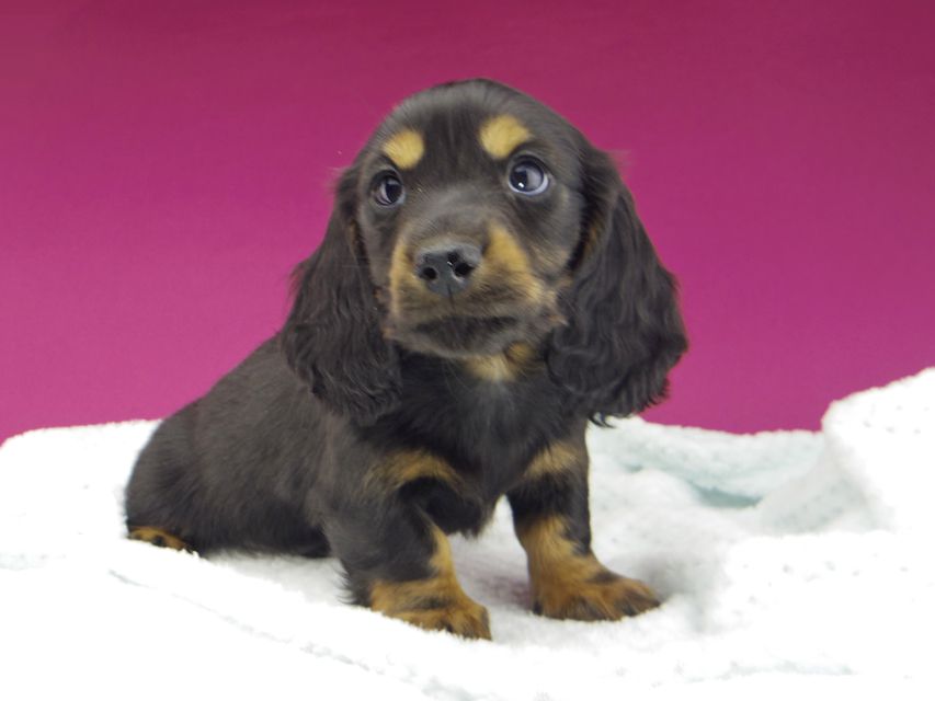 ミニチュアダックスフンド ジャジー & ジムの子犬 ブラックタン 男の子