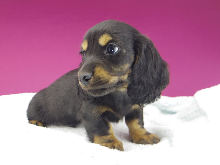 ミニチュアダックスフンド ジャジー & ジムの子犬 ブラックタン 男の子