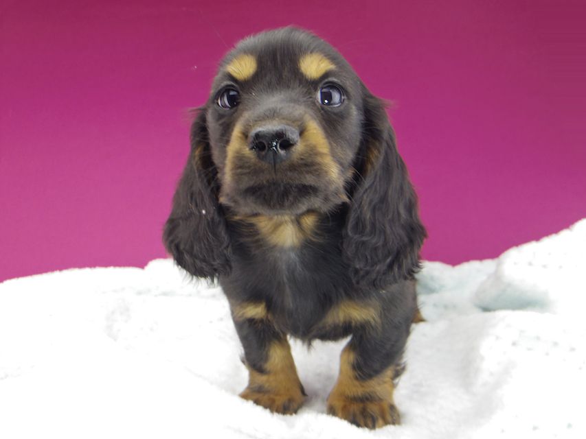 ミニチュアダックスフンド ジャジー & ジムの子犬 ブラックタン 男の子