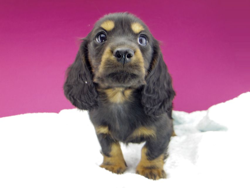 ミニチュアダックスフンド ジャジー & ジムの子犬 ブラックタン 男の子