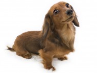 dachshund dachshund