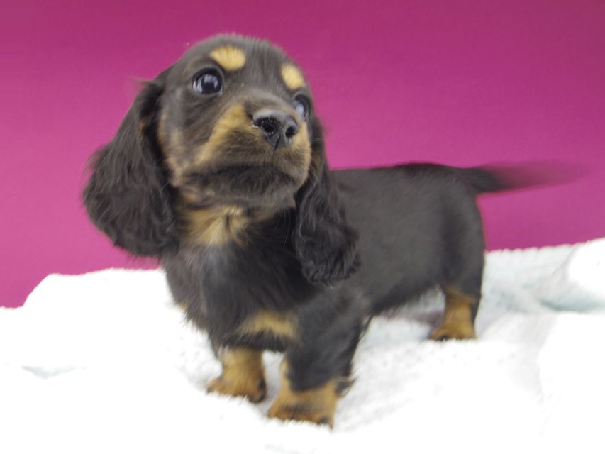 ミニチュアダックスフンド ジャジー & ジムの子犬 ブラックタン 男の子