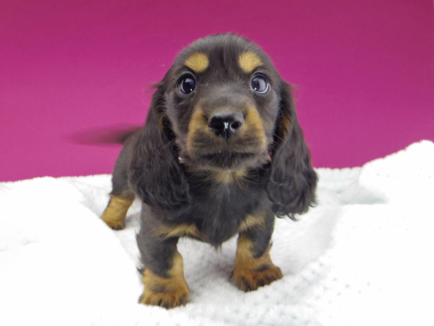 ミニチュアダックスフンド ジャジー & ジムの子犬 ブラックタン 男の子