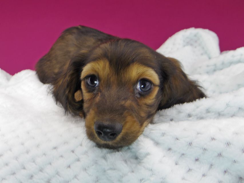 ミニチュアダックスフンド ジャジー & ジムの子犬 レッド 男の子(1)dachshund710 ミニチュアダックスフンド ジャジー & ジムの子犬 レッド 男の子(1)