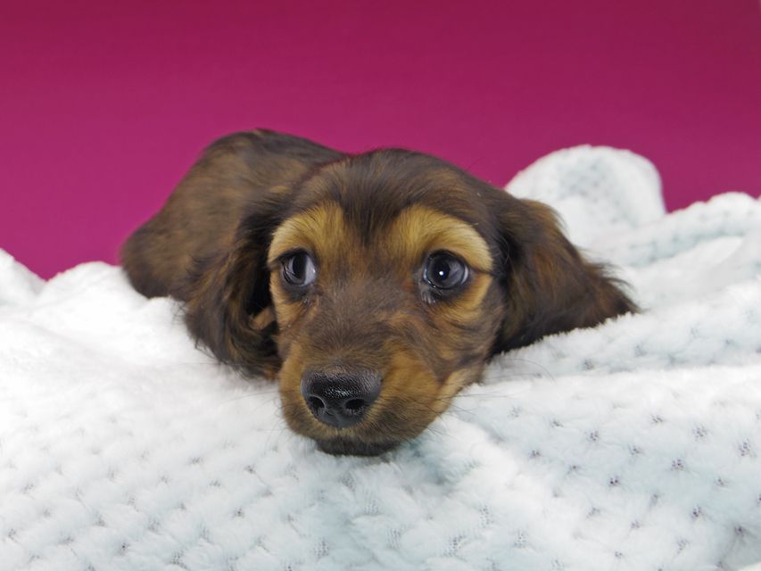 ミニチュアダックスフンド ジャジー & ジムの子犬 レッド 男の子(1)dachshund711 ミニチュアダックスフンド ジャジー & ジムの子犬 レッド 男の子(1)
