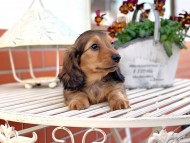 dachshund74