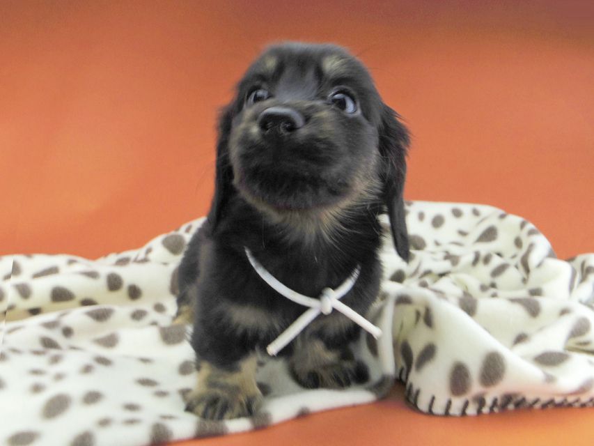 カニンヘンダックスフンド ひなプリ & ナイトの子犬 ブラックイエロー（ブラッククリーム） 男の子