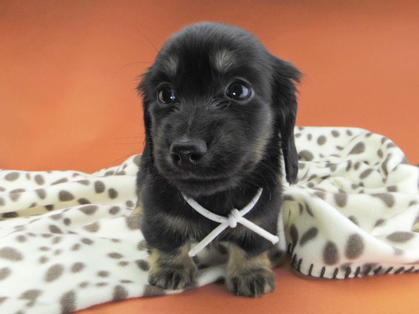 カニンヘンダックスフンド ひなプリ & ナイトの子犬 ブラックイエロー（ブラッククリーム） 男の子