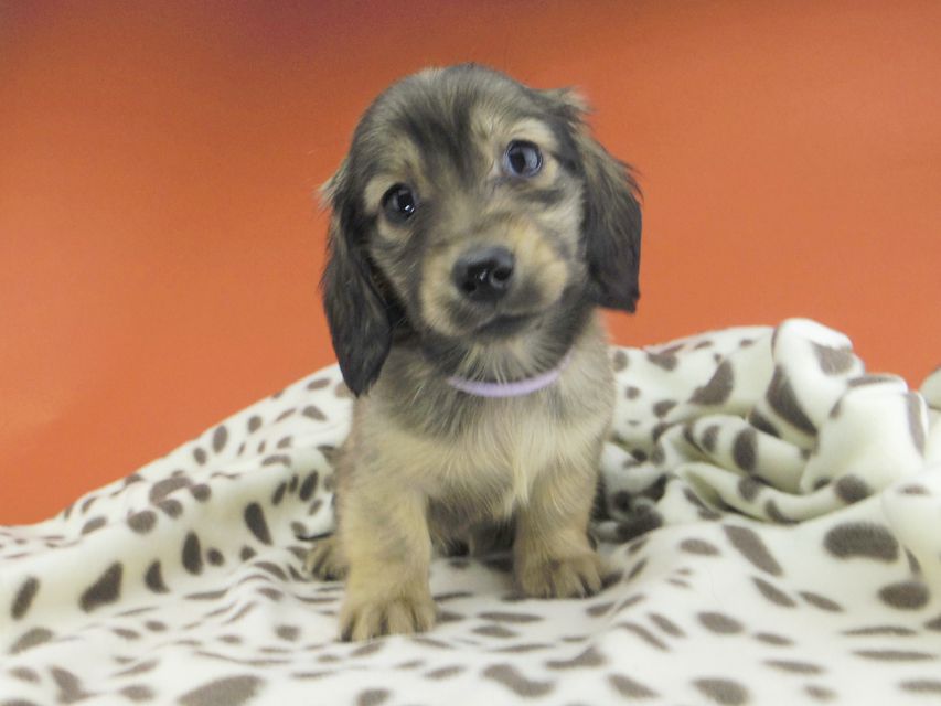 カニンヘンダックスフンド ひなプリ & ナイトの子犬 イエロー（クリーム） 男の子（1）