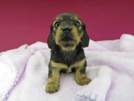 dachshund76 dachshund76