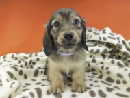 dachshund763 dachshund763