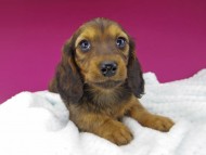 dachshund764