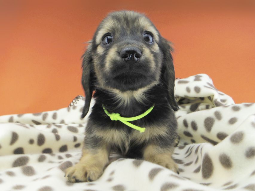 カニンヘンダックスフンド ひなプリ & ナイトの子犬 イエロー(クリーム) 男の子(2)dachshund773 カニンヘンダックスフンド ひなプリ & ナイトの子犬 イエロー(クリーム) 男の子(2)