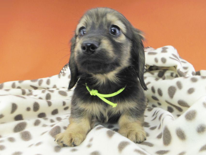 カニンヘンダックスフンド ひなプリ & ナイトの子犬 イエロー(クリーム) 男の子(2)dachshund774 カニンヘンダックスフンド ひなプリ & ナイトの子犬 イエロー(クリーム) 男の子(2)