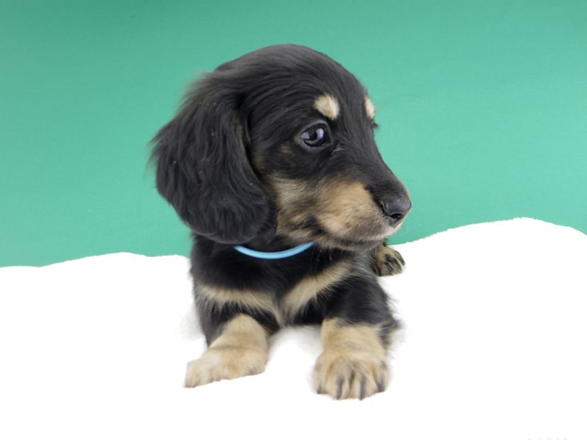 カニンヘンダックスフンド すず & 朝日の子犬 ブラックイエロー（ブラッククリーム） 男の子（1）