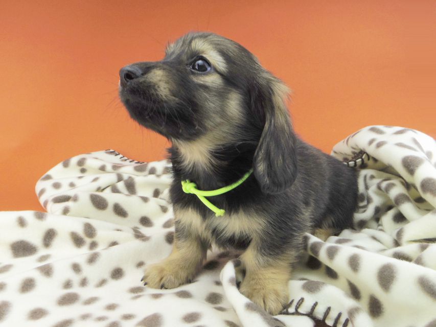 カニンヘンダックスフンド ひなプリ & ナイトの子犬 イエロー(クリーム) 男の子(2)dachshund784 カニンヘンダックスフンド ひなプリ & ナイトの子犬 イエロー(クリーム) 男の子(2)